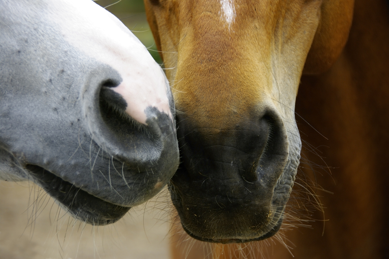 Washington rescue horse positive for strangles